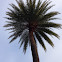 Date Palm?