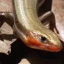 Five-Lined Skink (male)