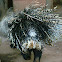 Crested Porcupine