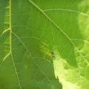 Ant