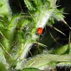 Ladybug