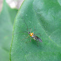 Plant bug