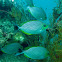 Java rabbitfish