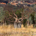 Boab Tree