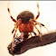 Orb Weaver