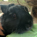 Juneau the bunny
