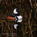 Hooded Merganser