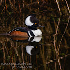 Hooded Merganser
