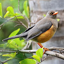 Abyssinian Thrush