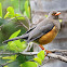 Abyssinian Thrush