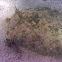 Peacock Flounder