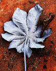 a leaf
