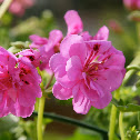 Geranium