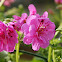 Geranium