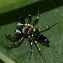 Jumping Spider