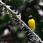 Fim fim (Purple-throated Euphonia)