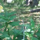 Writing Spider, Black and Yellow Garden Spider, Corn Spider (Female)