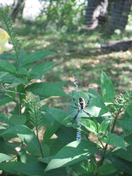 Spotting Image 1