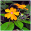 Balsam