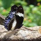 Blue Diadem