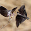 Erynnis marloyi
