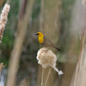 Yellow Headed Blackbird