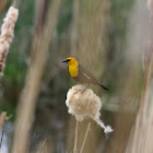 Yellow Headed Blackbird