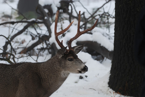 Spotting Image 1