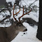 Mule Deer