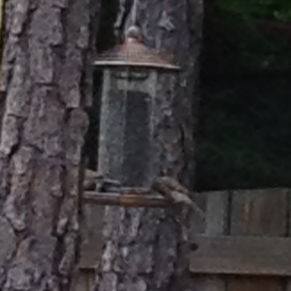 Spotting Image 1
