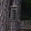 Homing Sparrow