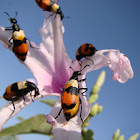 Blister beetle
