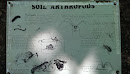 Soil Arthropods