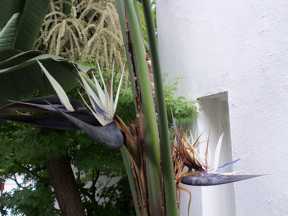 Spotting Image 1