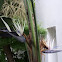 Giant White Bird of Paradise