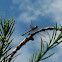 Blue Dasher
