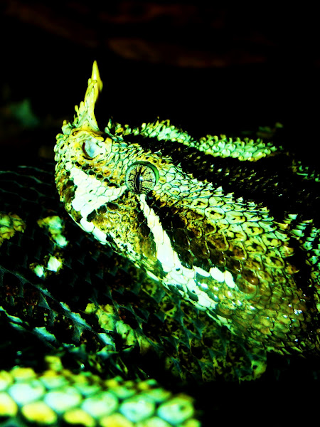 Rhino Viper | Project Noah