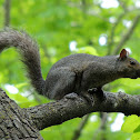 Eastern gray squirrel
