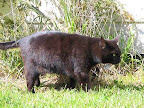 Older Cat