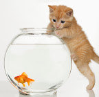 Kitten Practising Natural Hunting Instincts In Goldfish Bowl