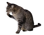 Healthy Cat With Raised Paw