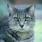 The clear bright eyes of a healthy cat