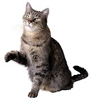 Healthy cat licking paw