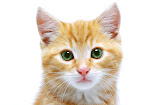 Cute Healthy Kitten