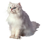 Fat Cat