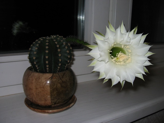 [2008-08-28 Cactus2[8].jpg]