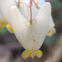 Dutchman' Breeches