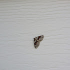 Moth?