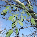 Mistletoe
