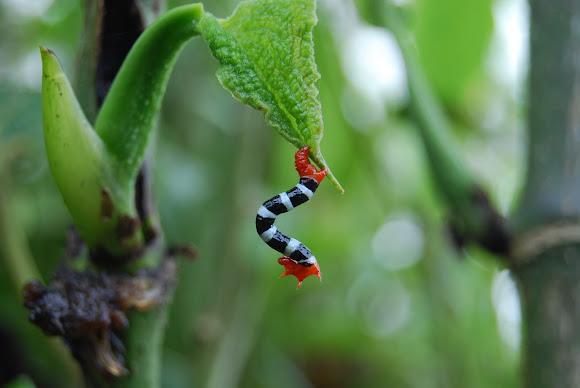 Spotting Image 1